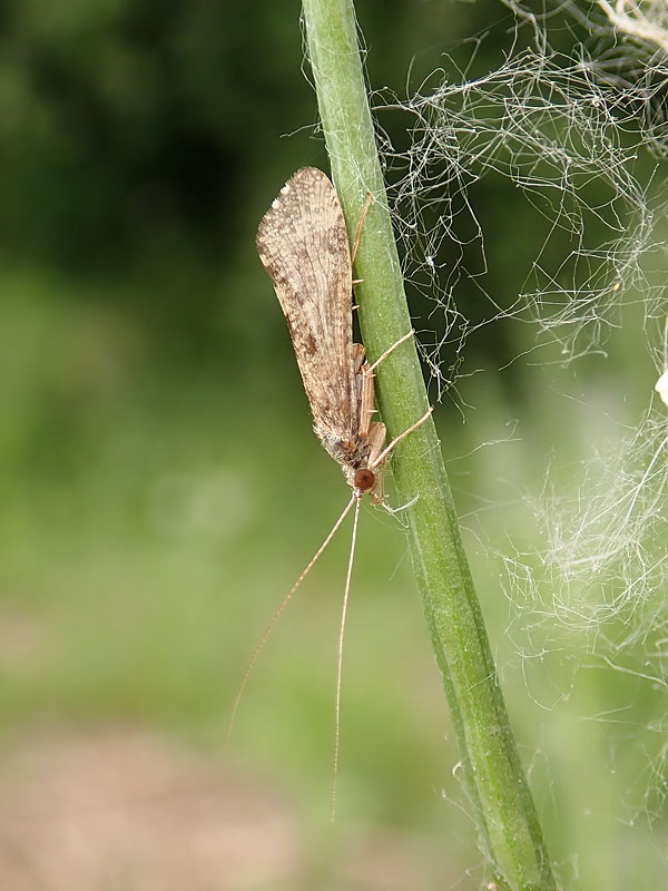 Hydropsychidae: Hydropsyche sp.